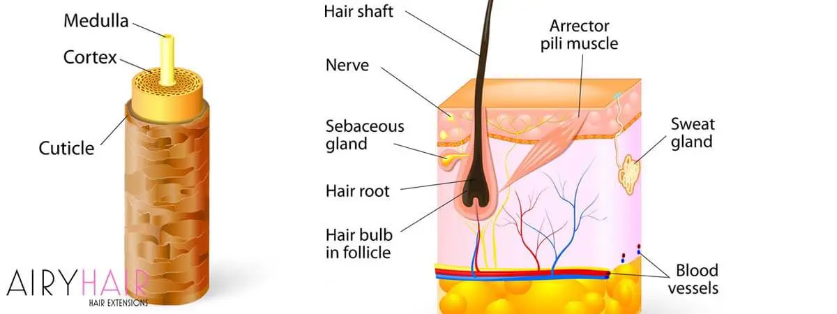 Hair Anatomy Explained