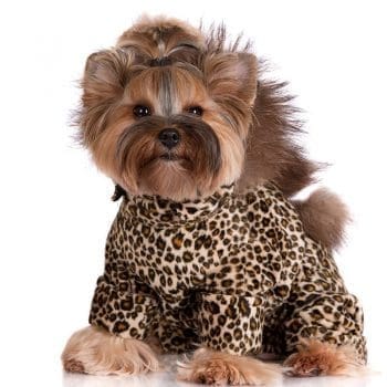 Dog In Leopard Clothing