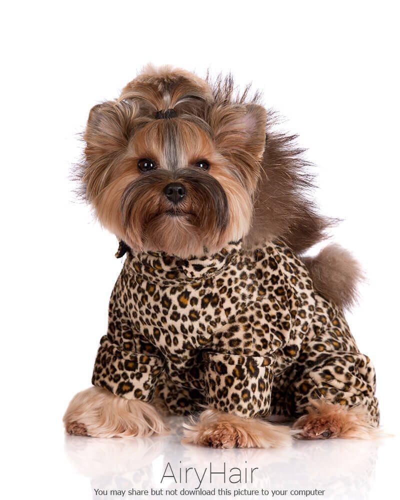 Dog In Leopard Clothing