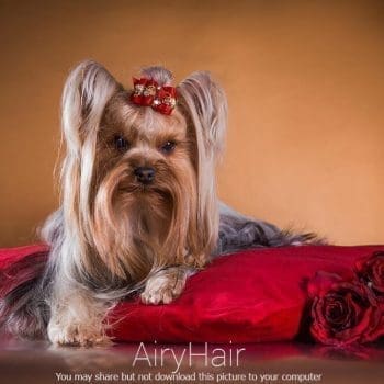Princess Like Dog Hairstyle