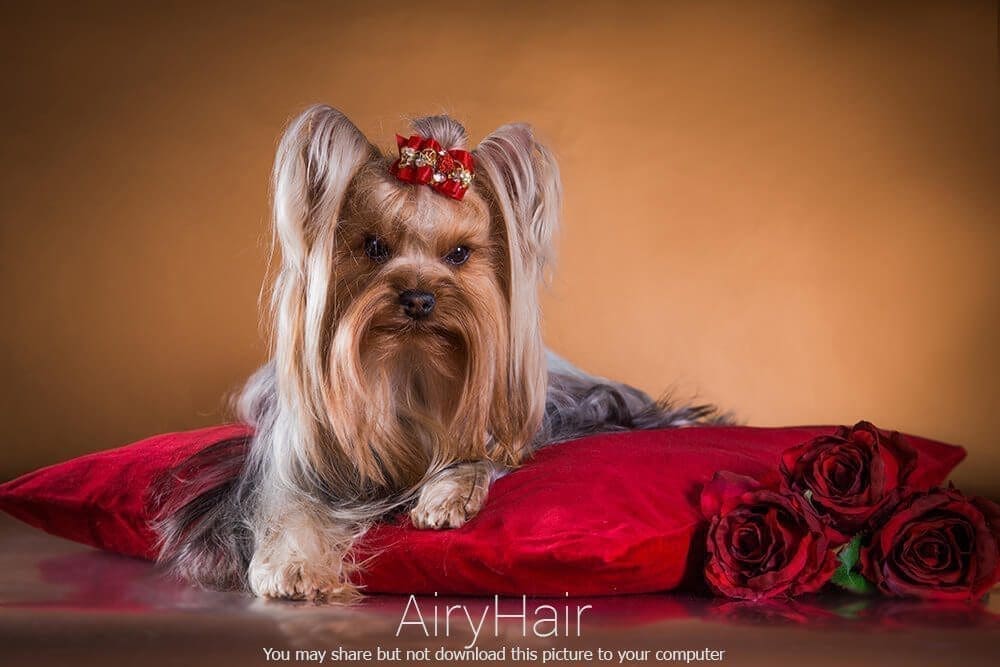 Princess Like Dog Hairstyle