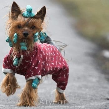 Dog with Bands and Ponytails