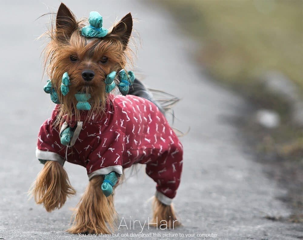 Dog with Bands and Ponytails