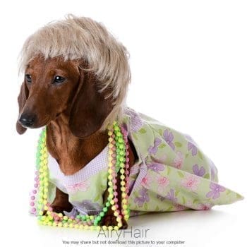 Dog with Necklace and Wig
