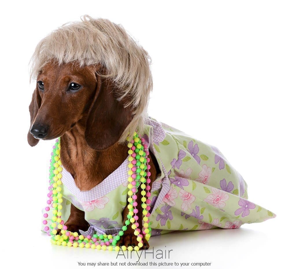 Dog with Necklace and Wig