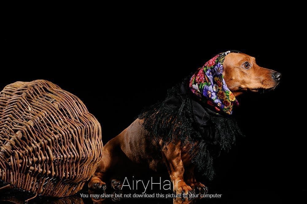 Dog with a Shawl