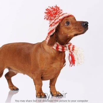 Dog with Winter Hat and Scarf