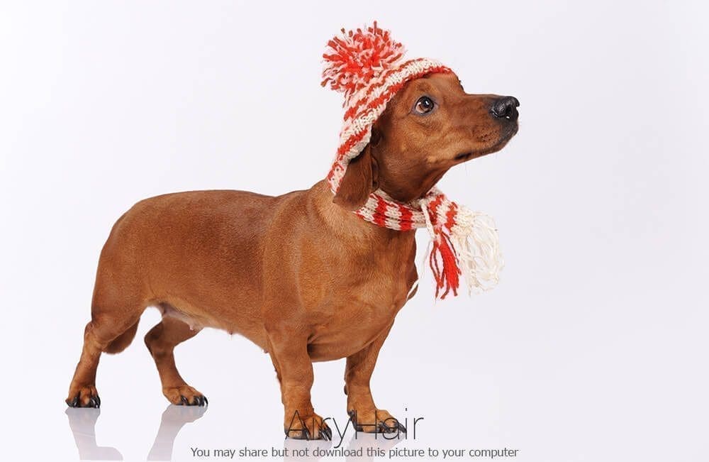 Dog with Winter Hat and Scarf