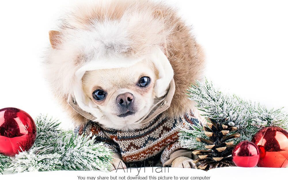 Russian Toy Dog with Winter Costume