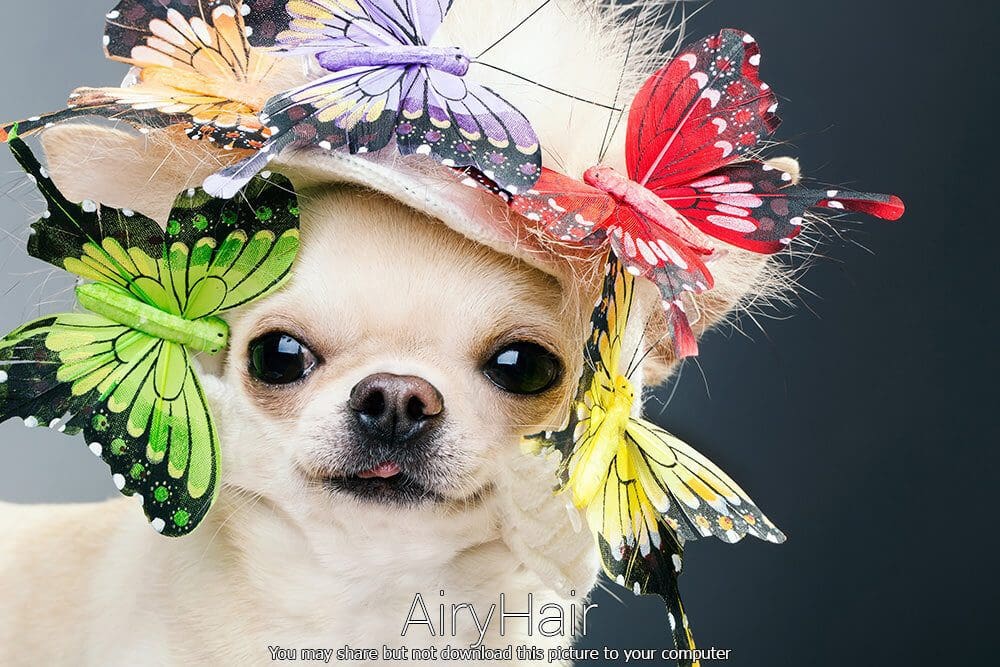 Russkiy Toy Dog with Butterflies