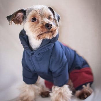 Dog's Warm Winter Clothes