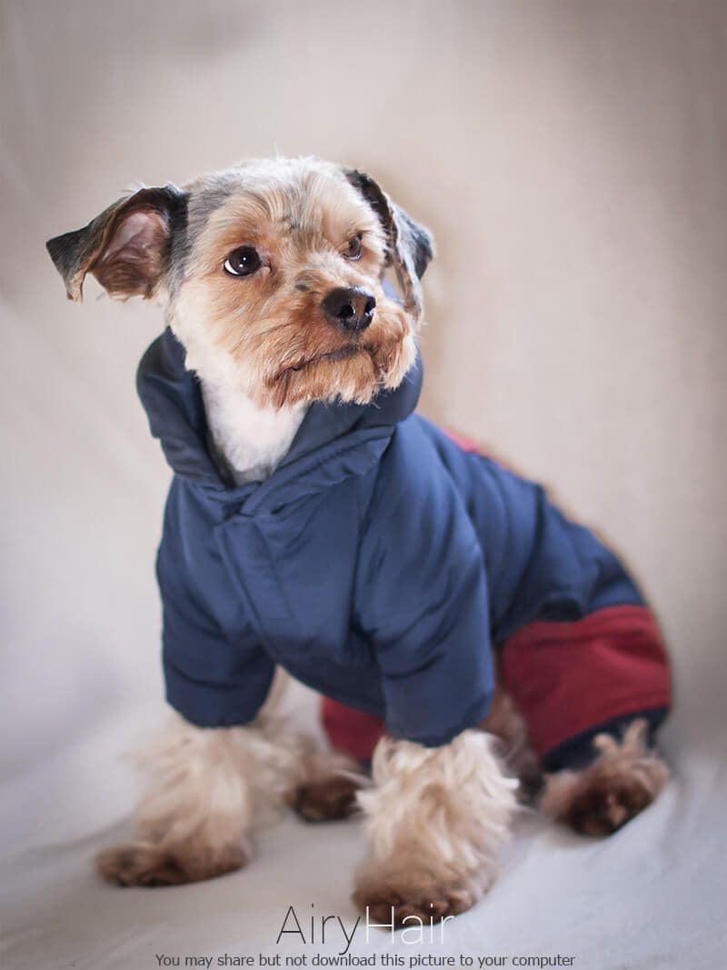 Dog's Warm Winter Clothes