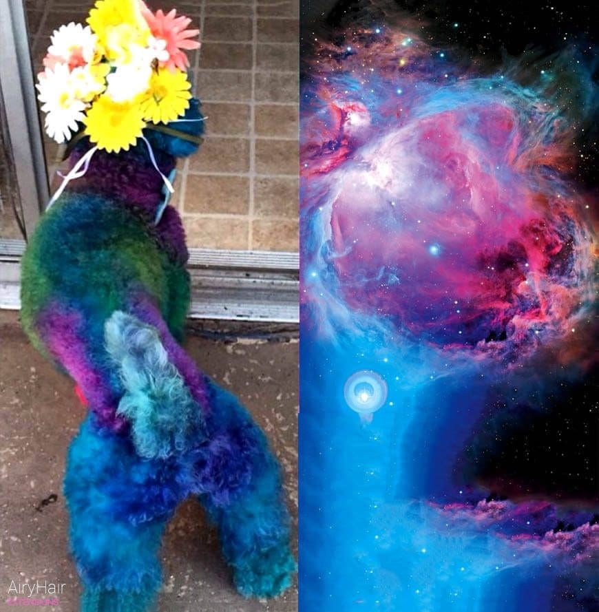 Nebula hairstyle for dog