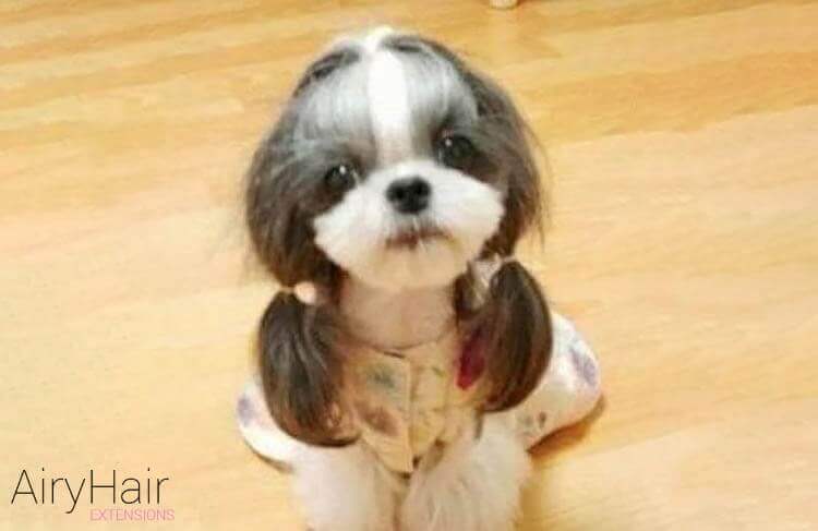 Britney Spears dog Britney Spears dog