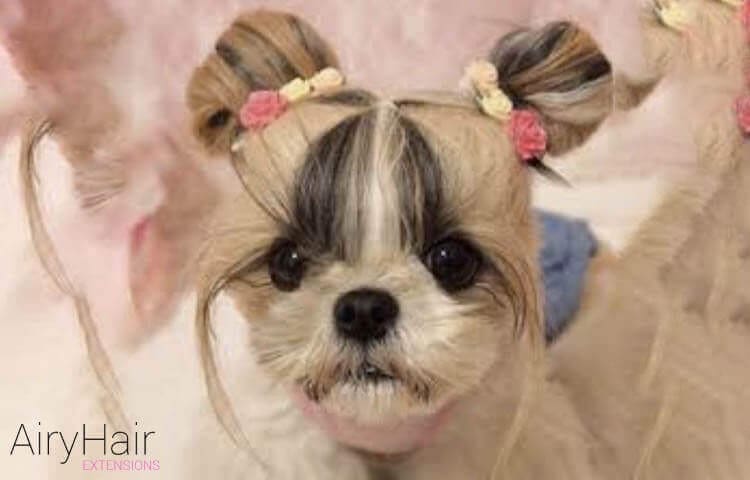 Top 20 Insane Hairstyles Clothes Inspired By Dogs 2020
