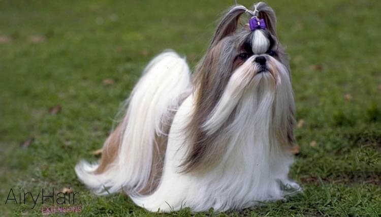 Dog with clip-ins