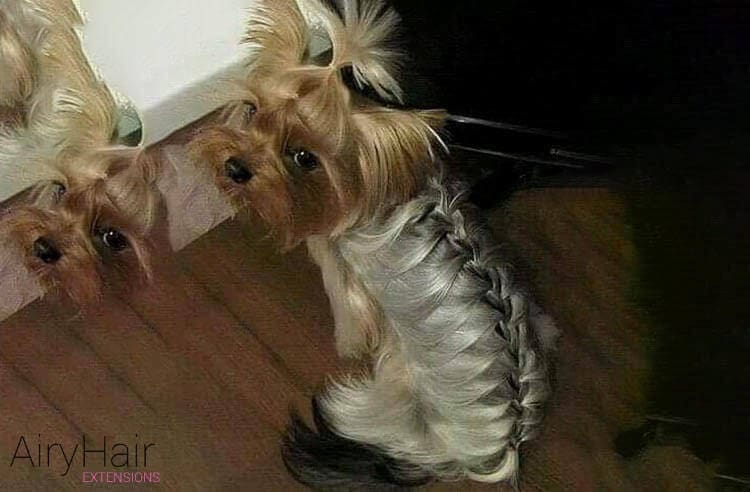 Dog with fishtail