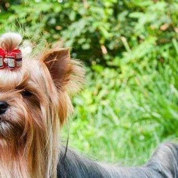 Top 20: Insane Hairstyles & Clothes Inspired By Dogs (2025)