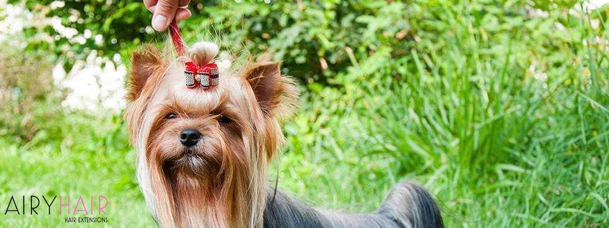 Top 20: Insane Hairstyles & Clothes Inspired By Dogs (2024)