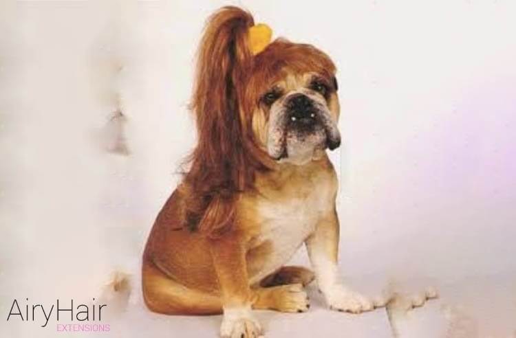 Dog with high ponytail