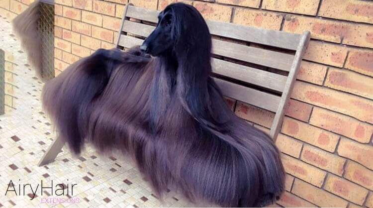 Dog with super long hair