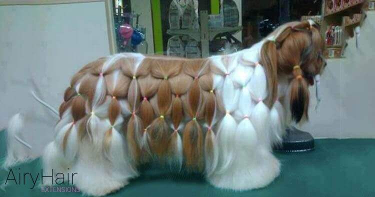 Dog with ponytails