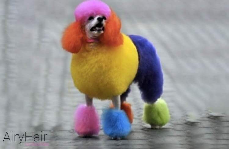 Rainbow color dog